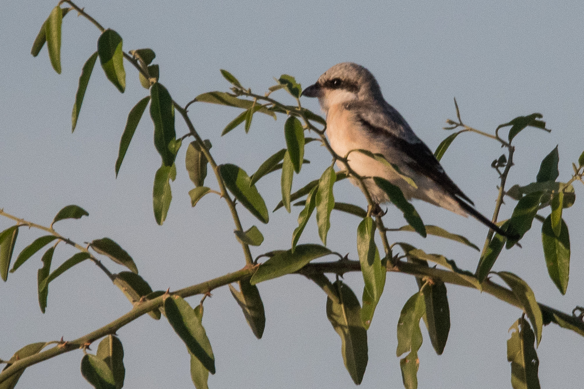 Pie-grièche à poitrine rose (Lesser grey shrike, Lanius minor), immature au lever du soleil, Chobe National Park, Botswana.